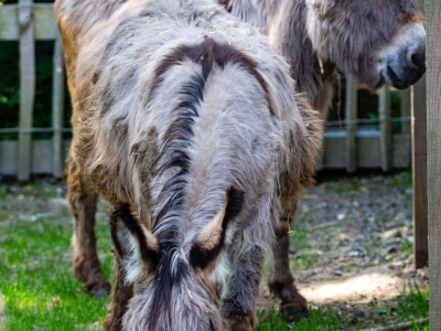Kruisezel - De Zonnegloed - Dierenpark - Dieren opvangcentrum - Sanctuary
